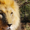 Naankuse Foundation: Human-wildlife conflict mitigation research, expert captive animal care and uplifting the San of Namibia